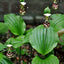 Cypripedium Alaskanum 阿拉斯加