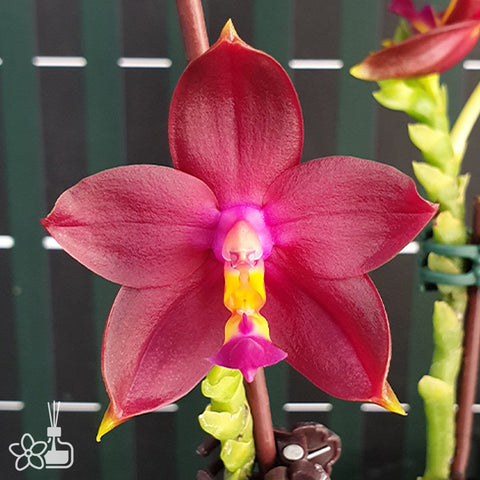 Phalaenopsis – Page 4 – Orchidmart
