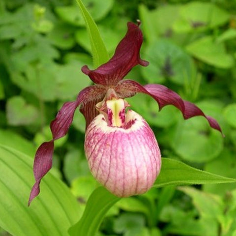 Cypripedium Gisela 吉塞拉