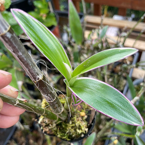 Den. kingianum variegated AS-IS 澳洲石斛出艺种苗