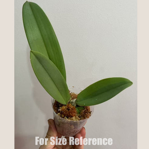 [Bare-root]Psychopsis Mariposa 蛾形文心[Sept in stock]