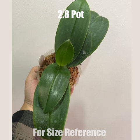 [Bare-root]Phal.equestris f. coerulea 藍姬蝴蝶 [Oct in Stock]
