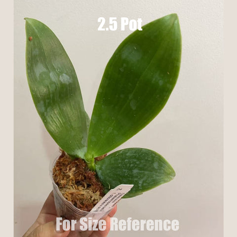 [Bare-root]Phalaenopsis bellina f. chloracea x sib 粉貝 [Oct in Stock]