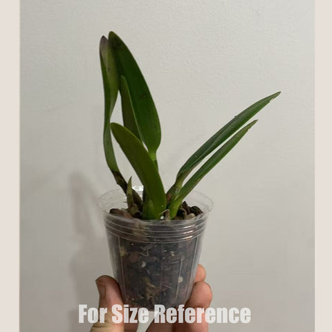[Bare-root]#Mini Cat# Cattleya Chian-Tzy Guiding 'Chian-Tzy Red Top' 小紅帽[Oct in Stock]