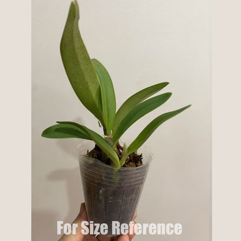 [Bare-root]Cattlianthe Amaroo 小紅蔓越莓 [March Preorder]