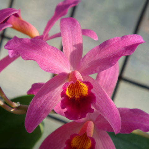 [Bare-root]Cattlianthe Amaroo 小紅蔓越莓 [March Preorder]