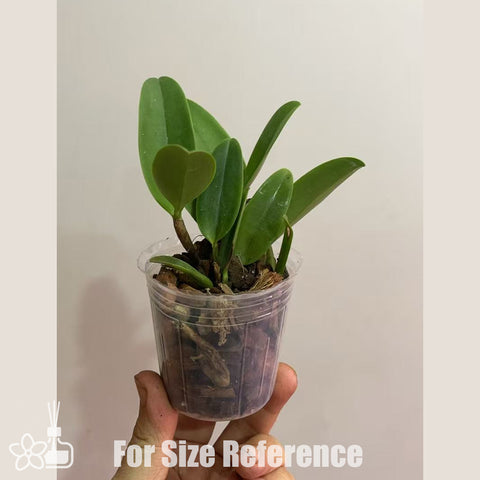 [Bare-root]Cattleya Thospol Spot x Aclandiae[Oct in Stock]