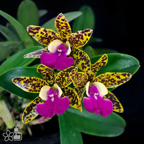 [Bare-root]Cattleya Thospol Spot x Aclandiae[Oct in Stock]