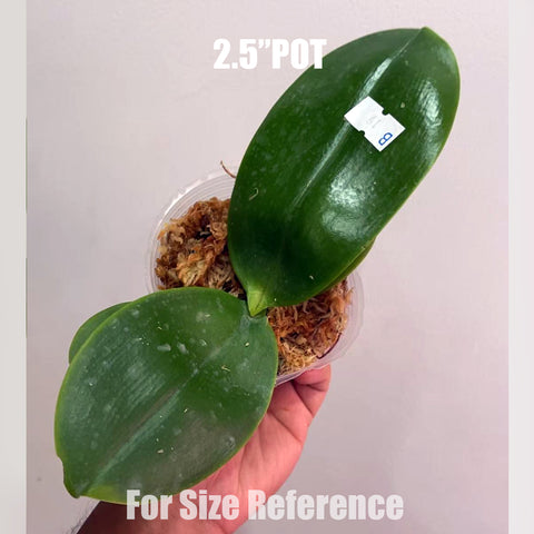 [Bare-root]Phal. Miki Mok Choi Bear Queen '710' 墨彩皇后 '710'[Aug in stock]