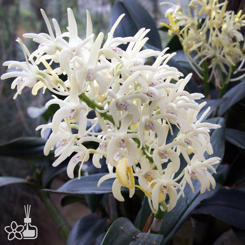 [Bare-root]Den. speciosum 大明石斛 [Oct in Stock]
