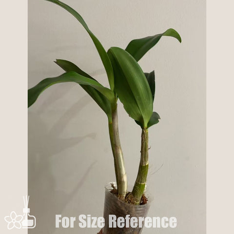 [Bare-root]Den. speciosum 大明石斛 [Oct in Stock]