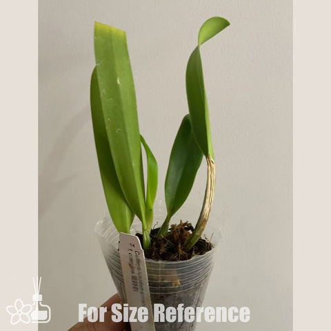 [Bare-root]Cattleya lueddemanniana f. coerulea 藍路德 [Oct in Stock]