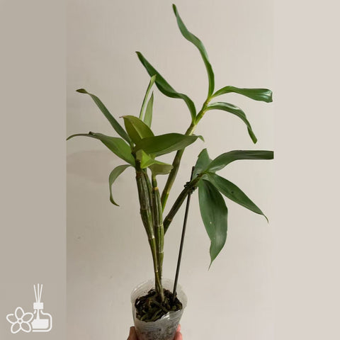 [Bare-root]Den. densiflorum var luteo alba 白密花石斛 [Oct in Stock]