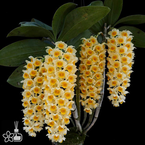 [Bare-root]Den. densiflorum var luteo alba 白密花石斛 [Oct in Stock]