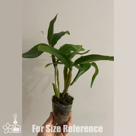 [Potted]Den. Roy Tokunaga 寬口石斛 [Oct in Stock]