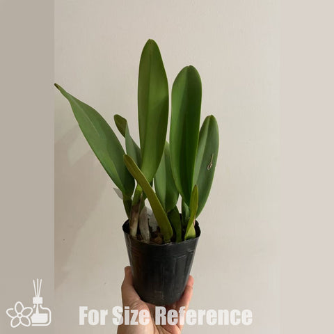 [Bare-root]Rlc. Jairak Summer 夏日氣息 [Oct in Stock]