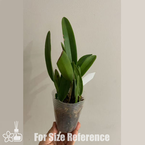 [Bare-Root]Bct. Suwan Bird 金羽  [Oct in stock]