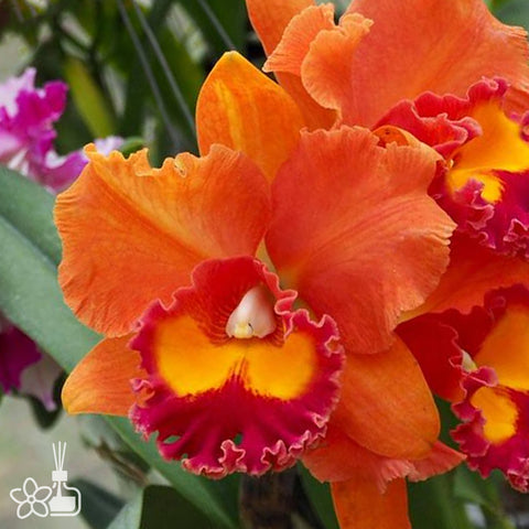 [Bare-root]Rlc. Jairak Summer 夏日氣息 [Oct in Stock]