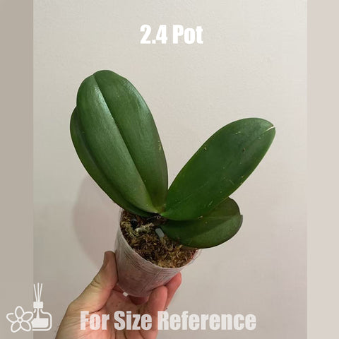 [Bare-root]Phal. Sunset Gemstone 日落珠寶 [Oct in stock]