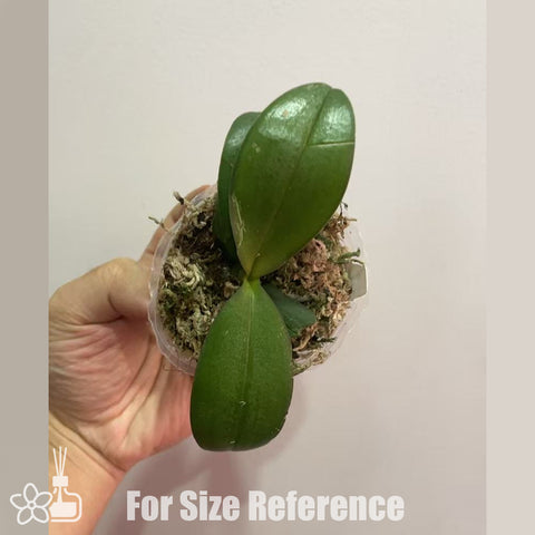 [AS-IS]Phal. Apricot Pinky 'Baby's Breath' 桃之夭夭 [Oct in stock]