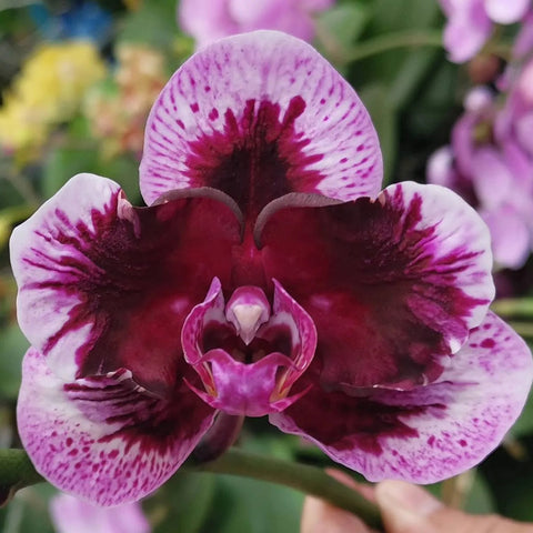 PF Magic Purple