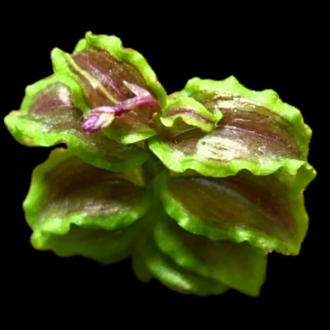 [Bare-root][New] #JO# Malaxis sp. 'Rainbow' (TC/MA20) [1.7" Cutting][Oct in stock 26]