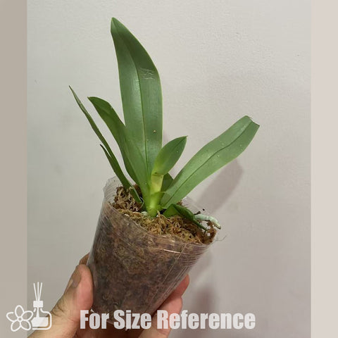 [AS-IS]Phal. Su's Glad Kid Peloric 2-eyes 苏悦童两眼 [Oct in stock]