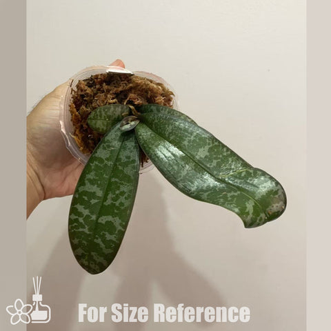 [AS-IS]Phal. schilleriana "MSH" x stuartiana var. nobilis '915' [Oct in Stock]
