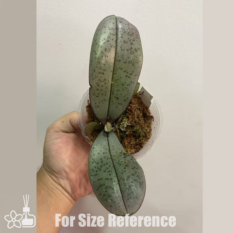 [AS-IS]Phal. schilleriana "MSH" x sanderiana 'Silver Leaf' [Oct in Stock]