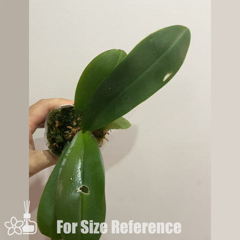 [AS-IS]Phal. Sweet Macaron 馬卡龍 [Oct in stock]