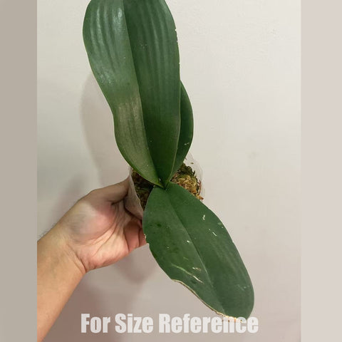 [AS-IS]Phal. Fangmei Black Piano芳美黑鋼琴 [Oct in stock]