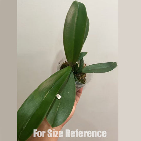 [AS-IS]Phal. Sunset Beauty 唯美 [Oct in stock]