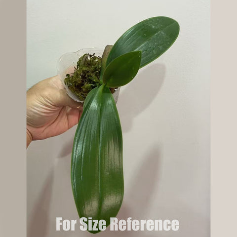 [Bare-root]Phal. aphrodite (Philippines) × sib 菲律賓阿婆 [Oct in stock]