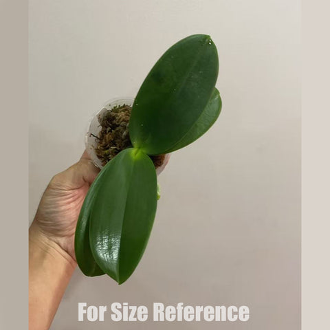 [Bare-Root]Phal amabilis ‘Feather’ 阿麽羽毛 [Oct in Stock]