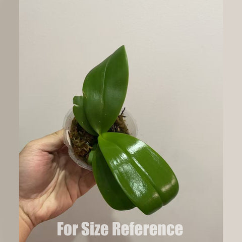 [Bare-root]Phal. equestris x violacea EQ狗 [Oct in Stock]
