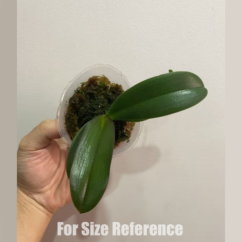 [Bare-root]Phal. Dreamwood 幻境森林之子 [Wishlist]