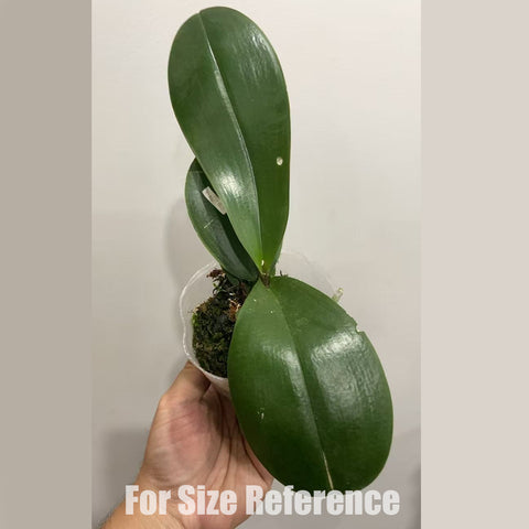 [AS-IS]Phal. Rainbow Unicorn 彩虹獨角獸 [Oct in stock]