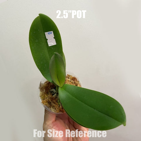 [Bare-root]Phal. SKB Sakura 櫻花SKB [Aug in stock]