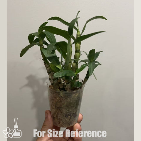 [Bare-Root]Den. Angel Baby 'Love Pocket' 口袋情人 [Nov in Stock]