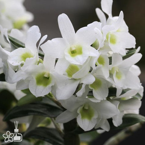 [Bare-Root]Den. Angel Baby 'Love Pocket' 口袋情人 [Nov in Stock]