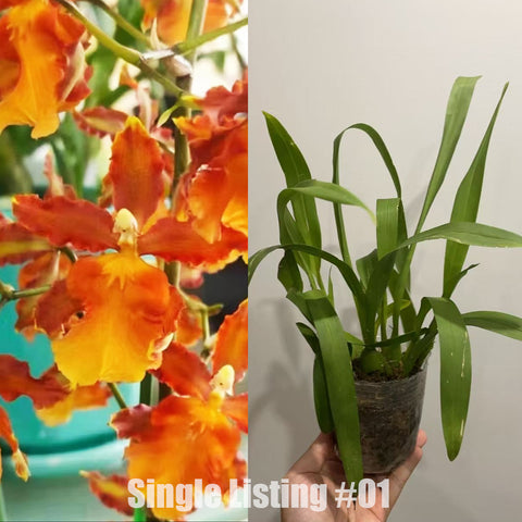 [AI-IS] Odo. Spring Maple 春楓 #O1 [Nov in stock]