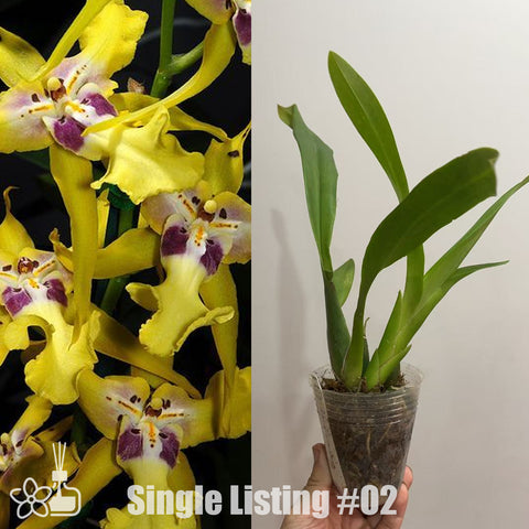 [AS-IS] Aliceara Pacific Nova 'Hilo Star' 未來之星 #O2[Nov in Stock]