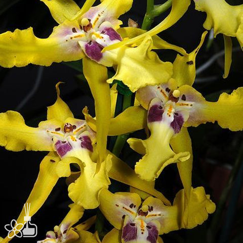 [AS-IS] Aliceara Pacific Nova 'Hilo Star' 未來之星 #O2[Nov in Stock]