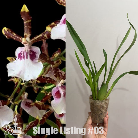 [AS-IS] Odontocidium Wild Willie 贵妇人 #03 [ Nov in stock]