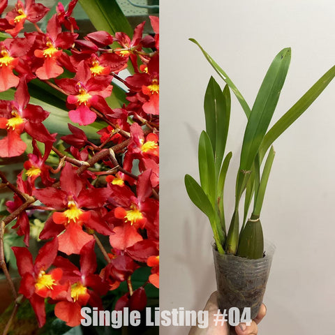 [AS-IS]Oncidium Nova 'Red Cherry' #O4 [Nov in Stock]