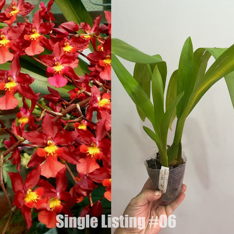 [AS-IS]Oncidium Nova  'Red Cherry' #O6 [Nov in Stock]