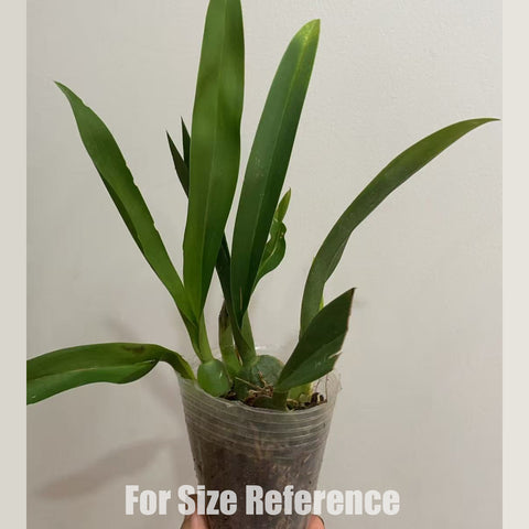 [AS-IS]Odontocidium Tiger Tail 芒果 [Nov in stock]