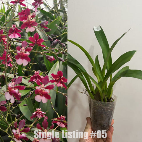 [AS-IS]Onc. Jairak Fragrance "Ruby Doll"#O5[Nov in Stock]