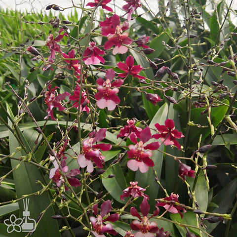 [AS-IS]Onc. Jairak Fragrance "Ruby Doll"#O5[Nov in Stock]