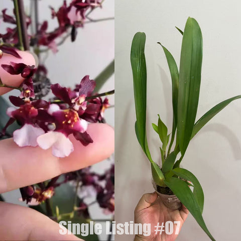 [AS-IS] Onc. Jairak Fragrance 'Chocolate'  巧克力文心 252 #O7 [Nov in Stock]